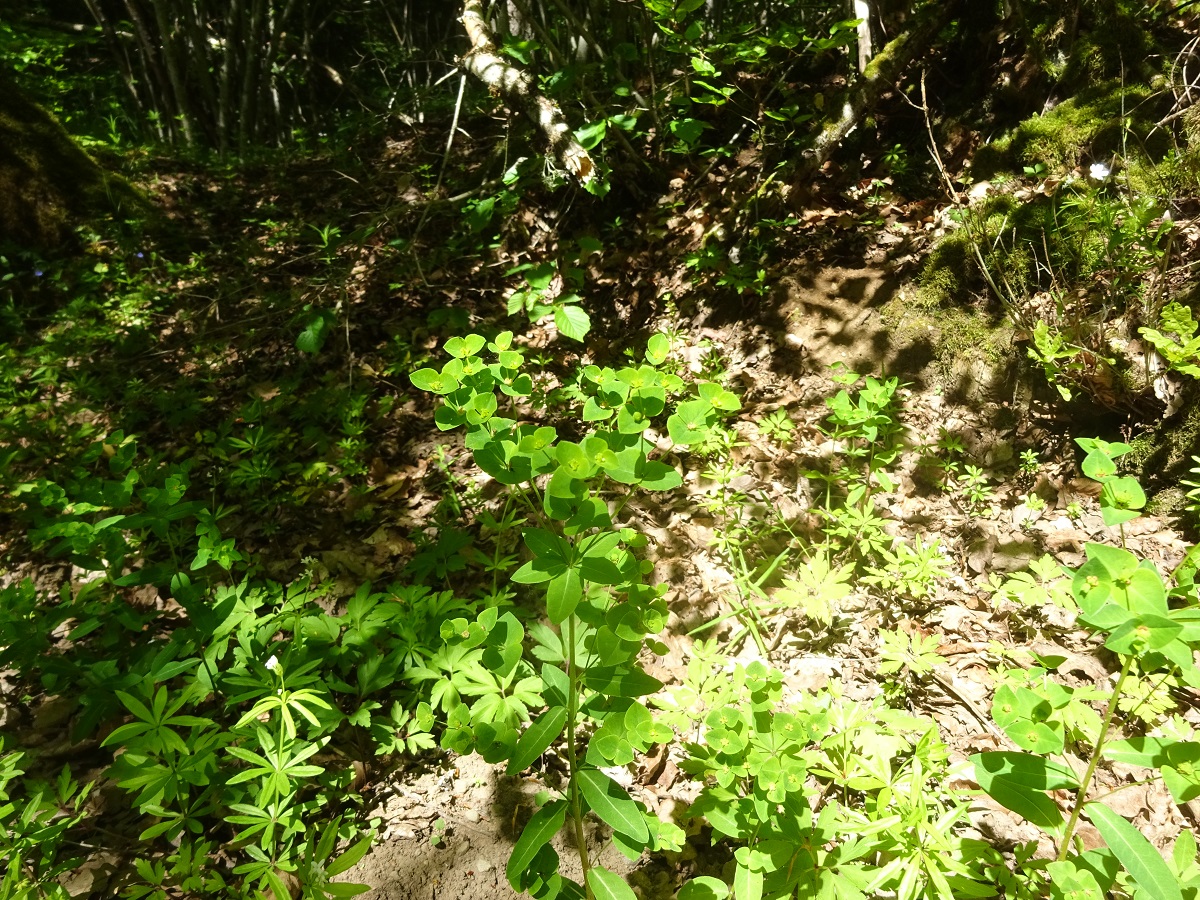 Euphorbia dulcis subsp. incompta (Euphorbiaceae)